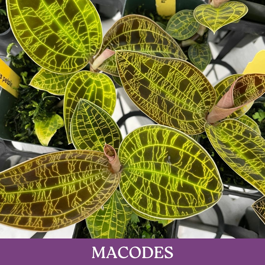 macodes.jpg