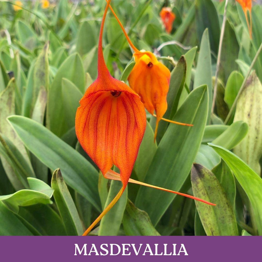 masdevallia.jpg