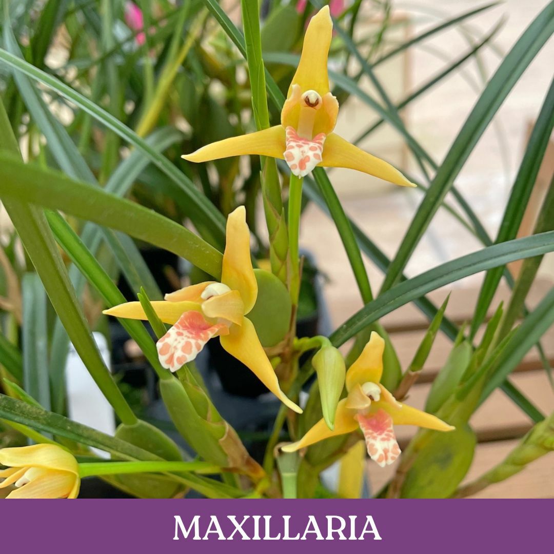 maxillaria.jpg