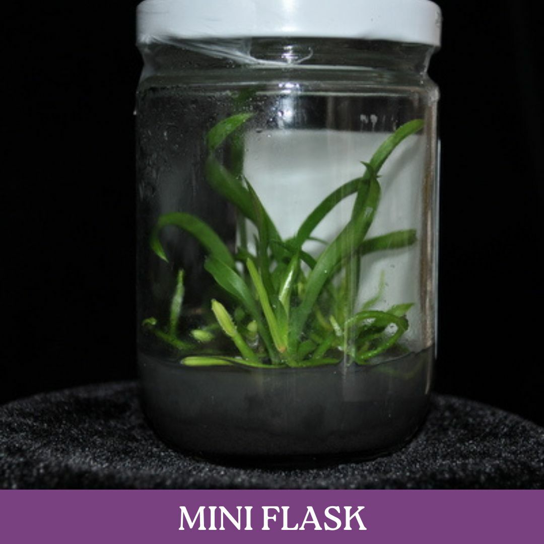 mini-flask-cs.jpg