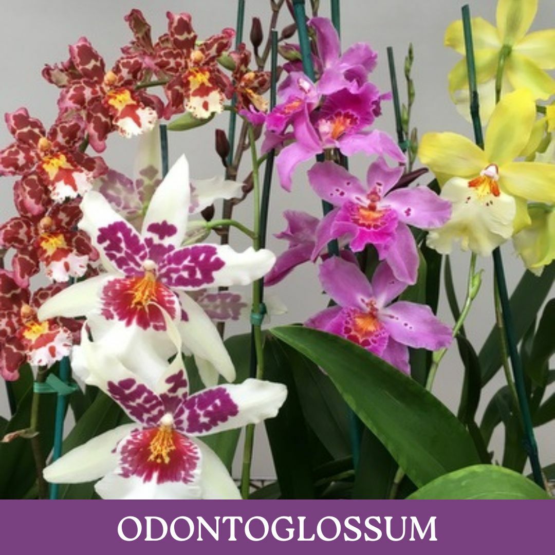 odontoglossum.jpg