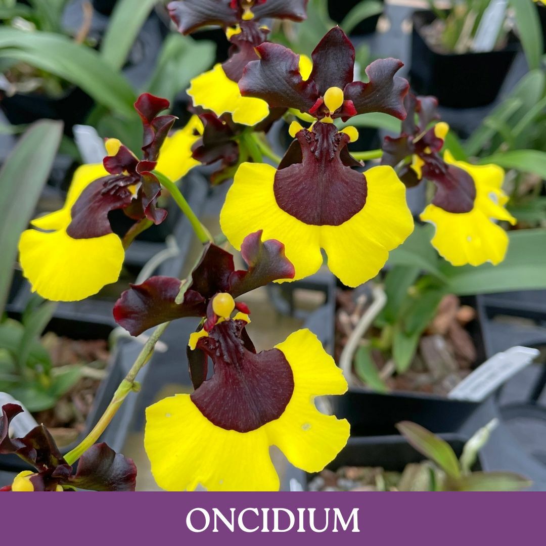 oncidium.jpg