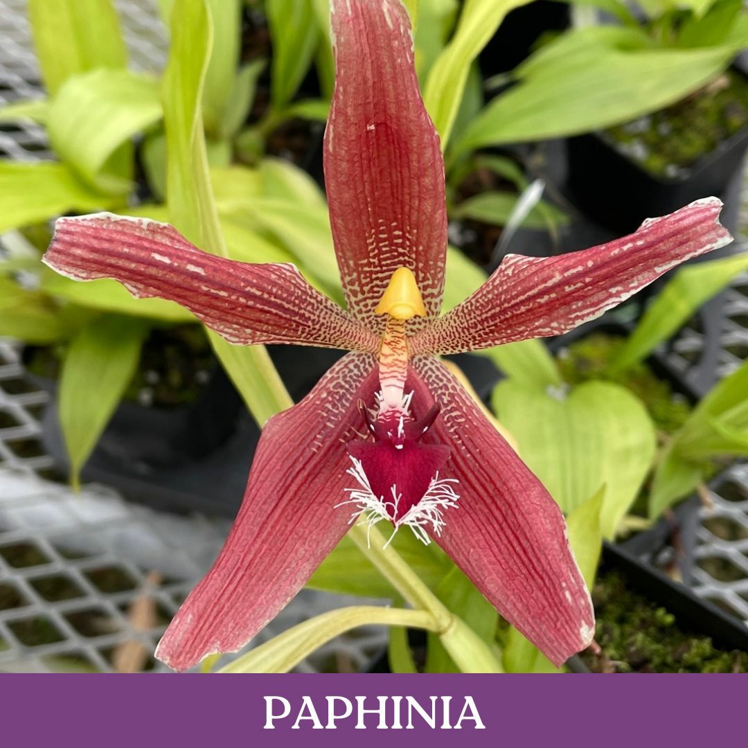 paphinia.jpg