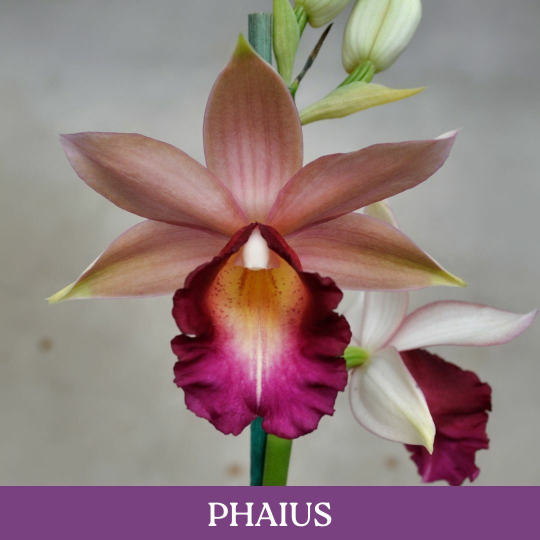 phaius.jpg