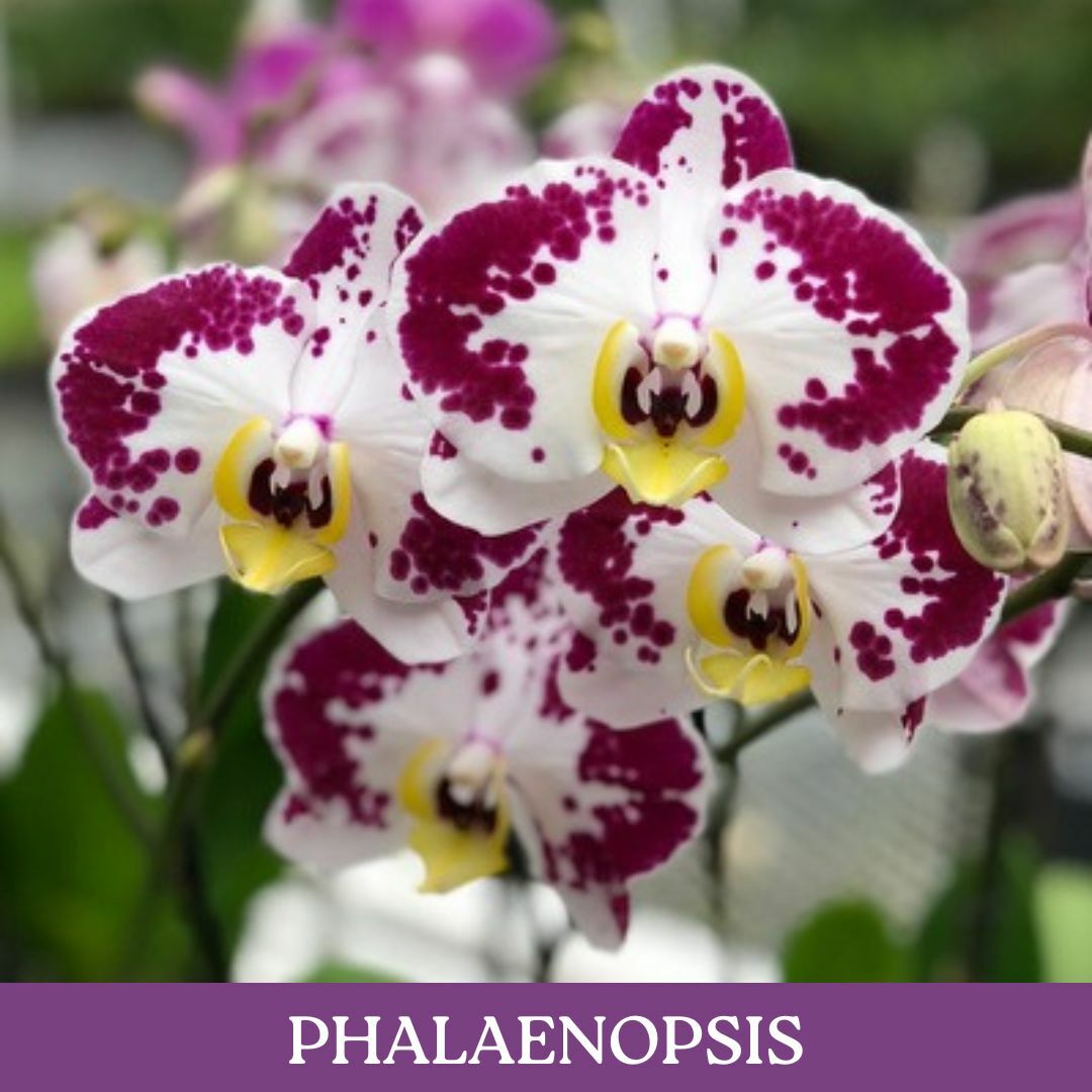 phalaenopsis.jpg