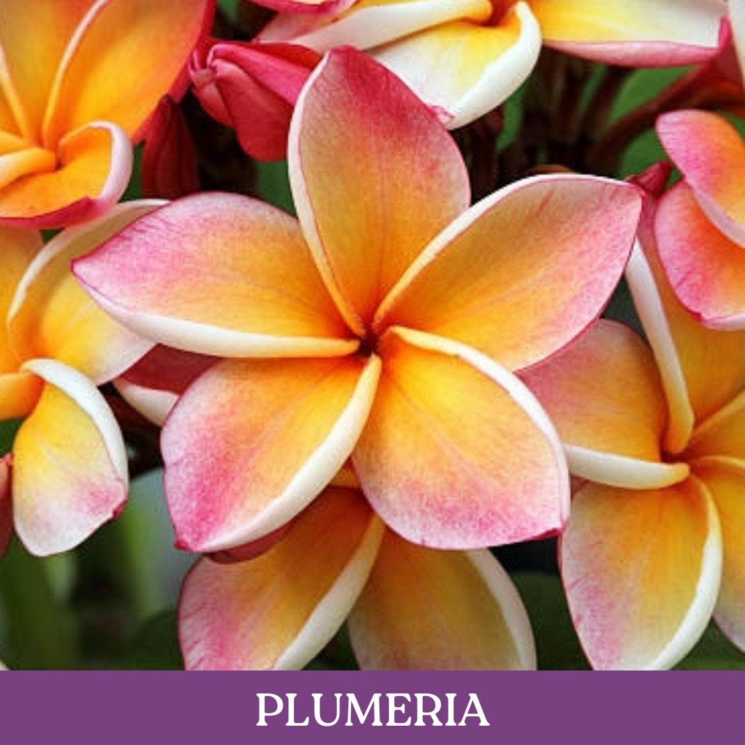 plumeria.jpg