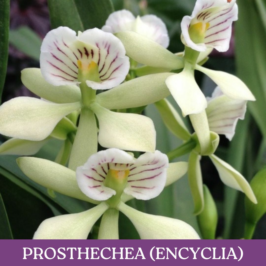 prosthechea.jpg