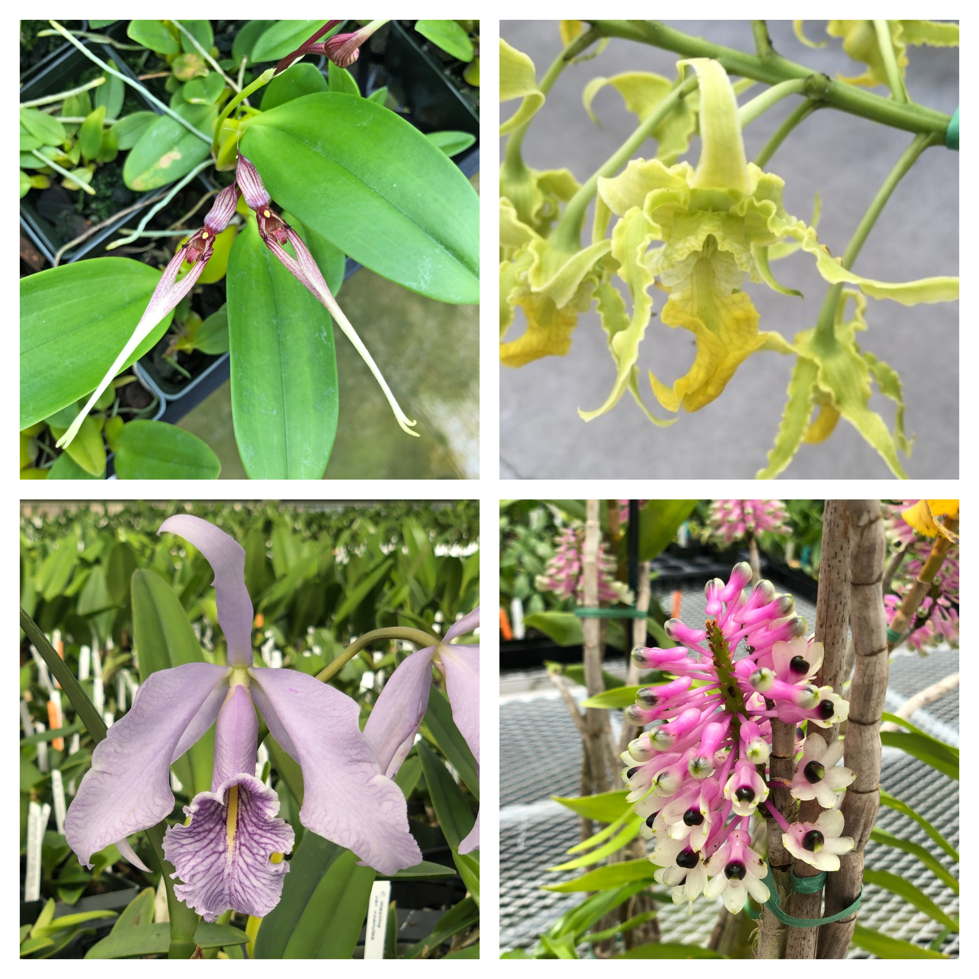 orchid types