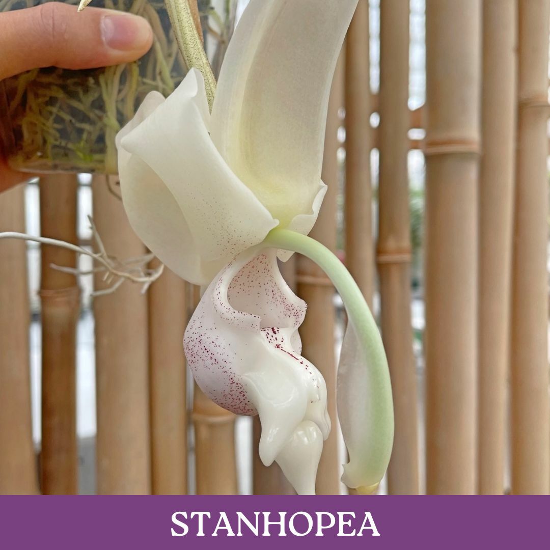 stanhopea.jpg