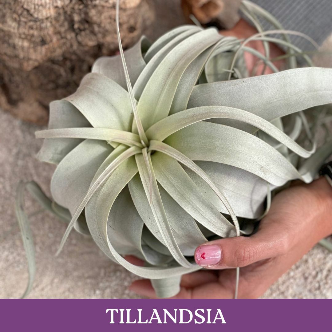 tillandsia.jpg