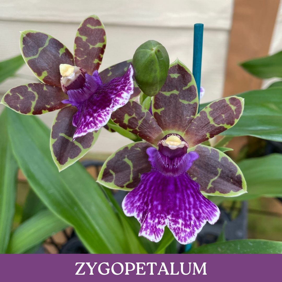 zygopetalum.jpg