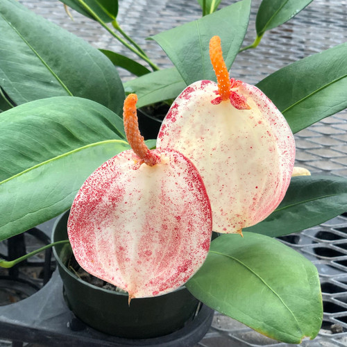 Speckled Pigtail Anthurium Plant (4" Pot) RARE Akatsuka Orchid Gardens