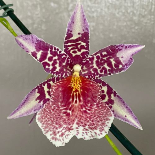 【後払い手数料無料】 Bllra. Big Gardens Orchid Akatsuka - Panther' 'Pink Shot ボール