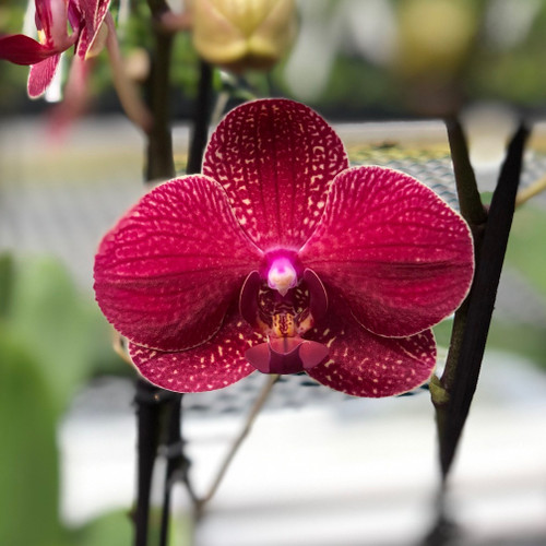Кимоно орхидея фаленопсис фото Phal. Kimono (Double Spike) - Akatsuka Orchid Gardens