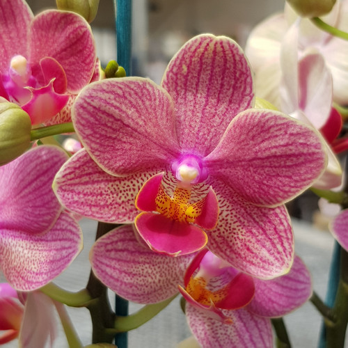 Phal. Penny Lane (Mini Phal) - Akatsuka Orchid Gardens