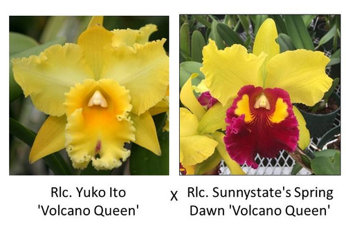 Blc. Akatsuka 50th Anniversary 'Volcano Queen' – Grow Again