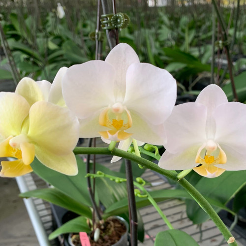 NANAPAPA My First non-Lowe's, non-Grocery-Store, non-Phal Orchid