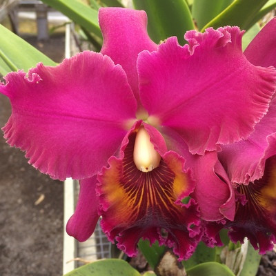 ビクトリア・フランシス Arlene's Heart Favole1・2 Arlene's