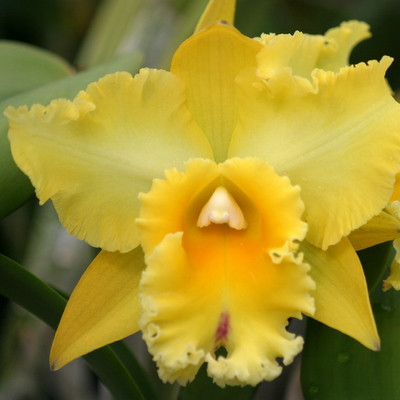 111 タケノコラン Clowesia 'Queen Canon (OG) MA-202_Yuko_Ito__58979.