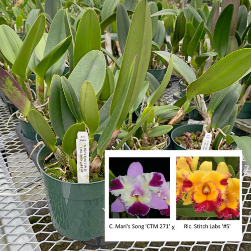 AO-2019_NB2a__23291.1678230985