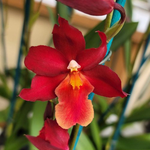 額縁★Orchid John Powell オーキッド ジョン・ポーウェル 額縁☆Orchid John Powell オーキッド ジョン・ポーウェル
