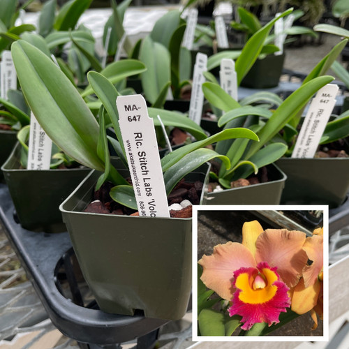 MA-647_Stitch_Starter2a__54800