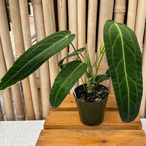 その他観葉植物 Anthurium warocqueanum dark narrow form MonsteraX Marketplace | Anthurium warocqueanum dark and