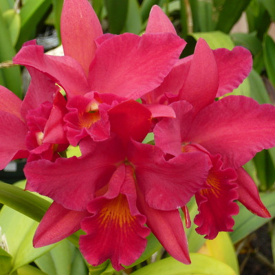 Ctt. Jewel Box 'Scheherazade' AM/AOS (Plant Only) - Akatsuka