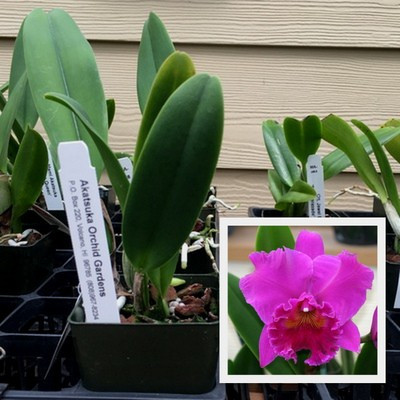 Haruko_Starter__27874.