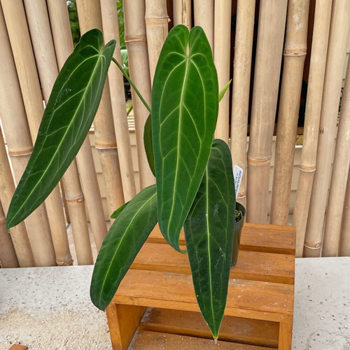 その他観葉植物 Anthurium warocqueanum dark narrow form Anth._waroc_7E1__25336.