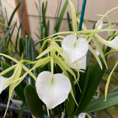 Brassavola nodosa '4N' x B. nodosa '24088' (2
