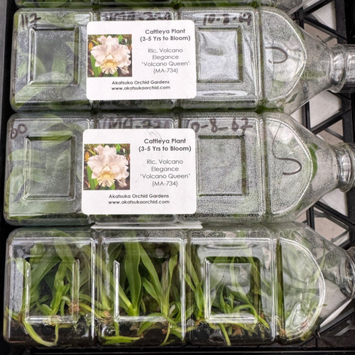 Rlc. Volcano Elegance 'Volcano Queen' FLASK (Cattleya Clone