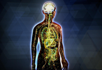 Endocannabinoid System