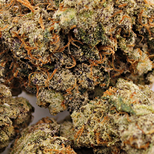 KOI THCA Flower | Gummies Buds Zoomed In | Close Up. Close-up of KOI Gummies THCA Flower showcasing frosty trichomes and roasted coffee-toned colors.