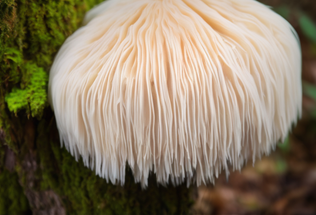 Lion's Mane: Unlocking Cognitive Benefits of Hericium Erinaceus (Part 2)