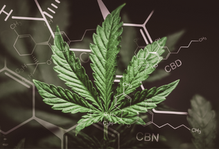  Decoding Cannabinoids: An Overview of CBD, CBG, and CBN