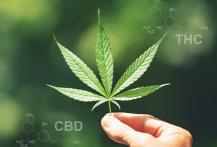 THC and CBD: What Happens on the Inside?