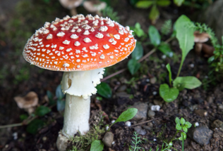  Amanita Muscaria Mushrooms: A Comprehensive Guide
