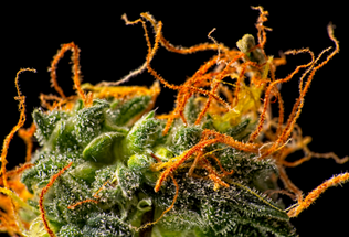  Unveiling the Potential of THCA: Benefits, Uses, and More