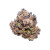Koi Platinum Tier THCa flower Ice Cream Cake indica strain 3.5g — premium lab-tested legal hemp flower for sale, buy online, high-quality indica THCa.