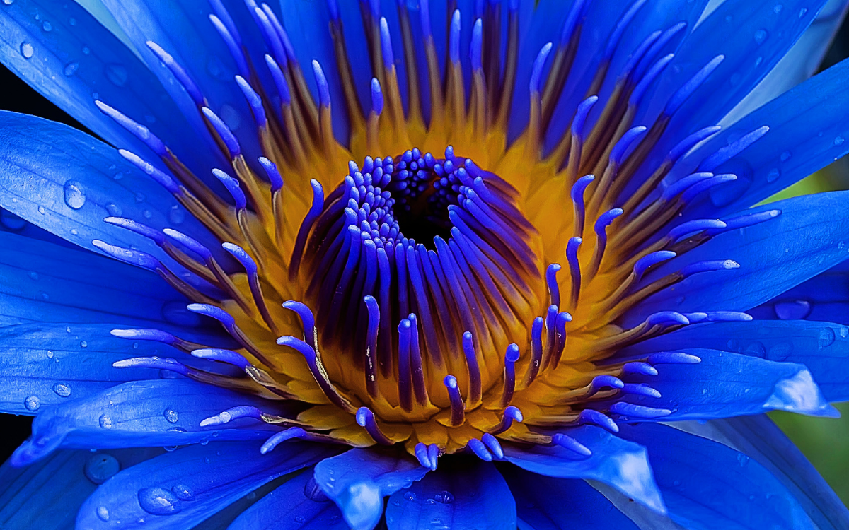 Nootropics and Botanicals