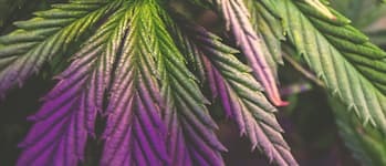 Hemp-Derived CBD & THC