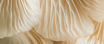 Functional Mushrooms