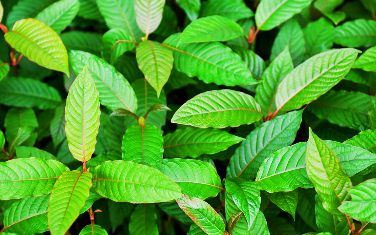 Premium Kratom