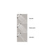 Hansgrohe 27143001 Croma Showerpipe 150 1-Jet with Tub Filler, 2.0 GPM in Chrome