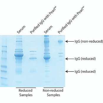 Pearl™ IgG Purification Kit