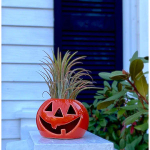 Jack O Lantern Air Plant Jack O Lantern Air Plant