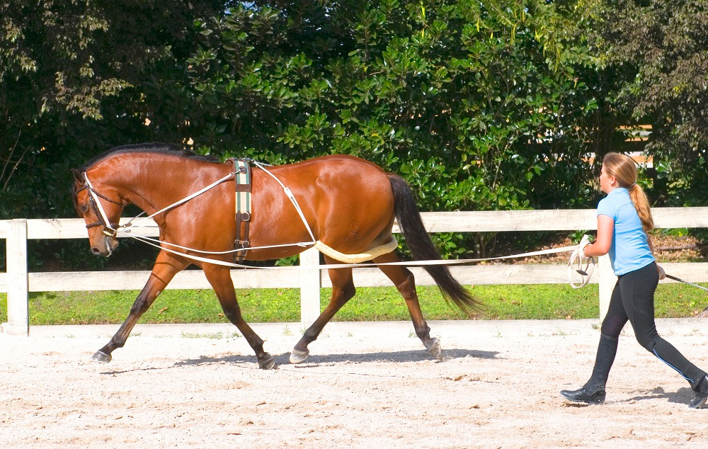 Pessoa® Lunging System