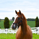 ThinLine® Flexible Filly Grazing Muzzle