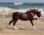 Breyer® Surfer's Riptide | Chincoteague Pony Breyer® Surfer's Riptide | Chincoteague Pony